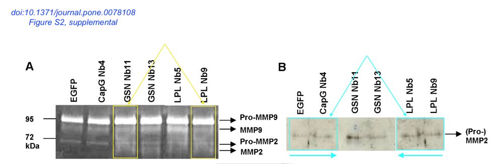 Figure panels from Figure S2, from the supplemental. On the left a blot or gel, showing dark background with white bands. On the right a more classical western blots showing light grey background with dark grey horizontal stripes. In both panels I have highlighted lanes that look remarkably similar, with colored boxes.