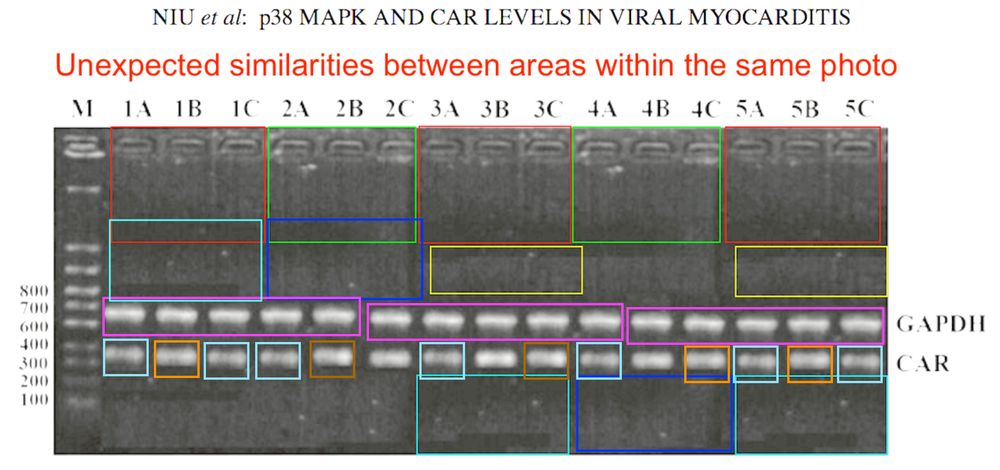 Figure from a scientific paper, showing a DNA agarose gel (dark grey background) with white bands. I drew colored boxes around different areas showing bands and background areas that look identical. The whole photo looks photoshopped. I have also added a textbox with text in red saying "Unexpected similarities between areas within the same photo"