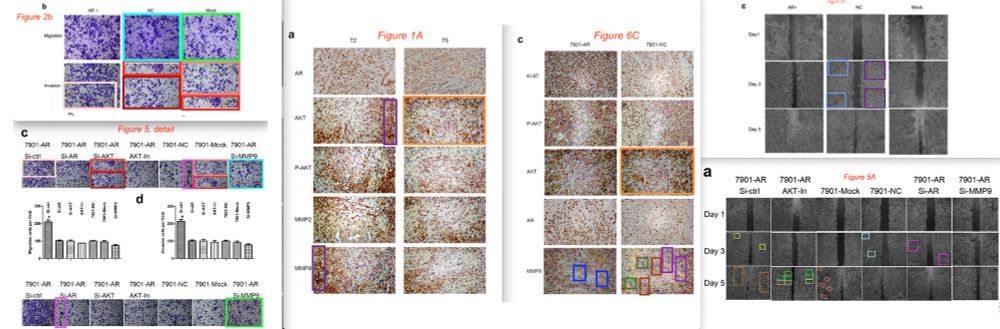 A collage of several figures from the retracted paper, of invasion assays and wound healing assays; showing different panels with cells growing on a surface. I have added loads of colored boxes to show duplicated areas. 