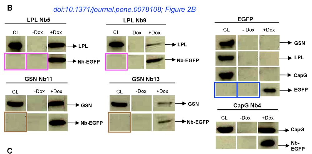 Figure 2B from the paper in question, showing several Western blot panels (they look like light grey rectangles, some of which have a fat or thinner black horizontal stripe in the middle). I have marked some of these rectangles with boxes of the same color, highlighting those that look unexpectedly similar.