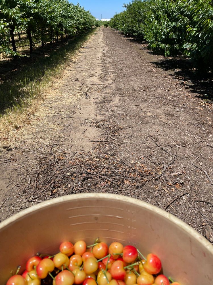 Photo with a basket full of yellow/red and dark red cherries at the bottom front and two rows of cherry trees on the background. 