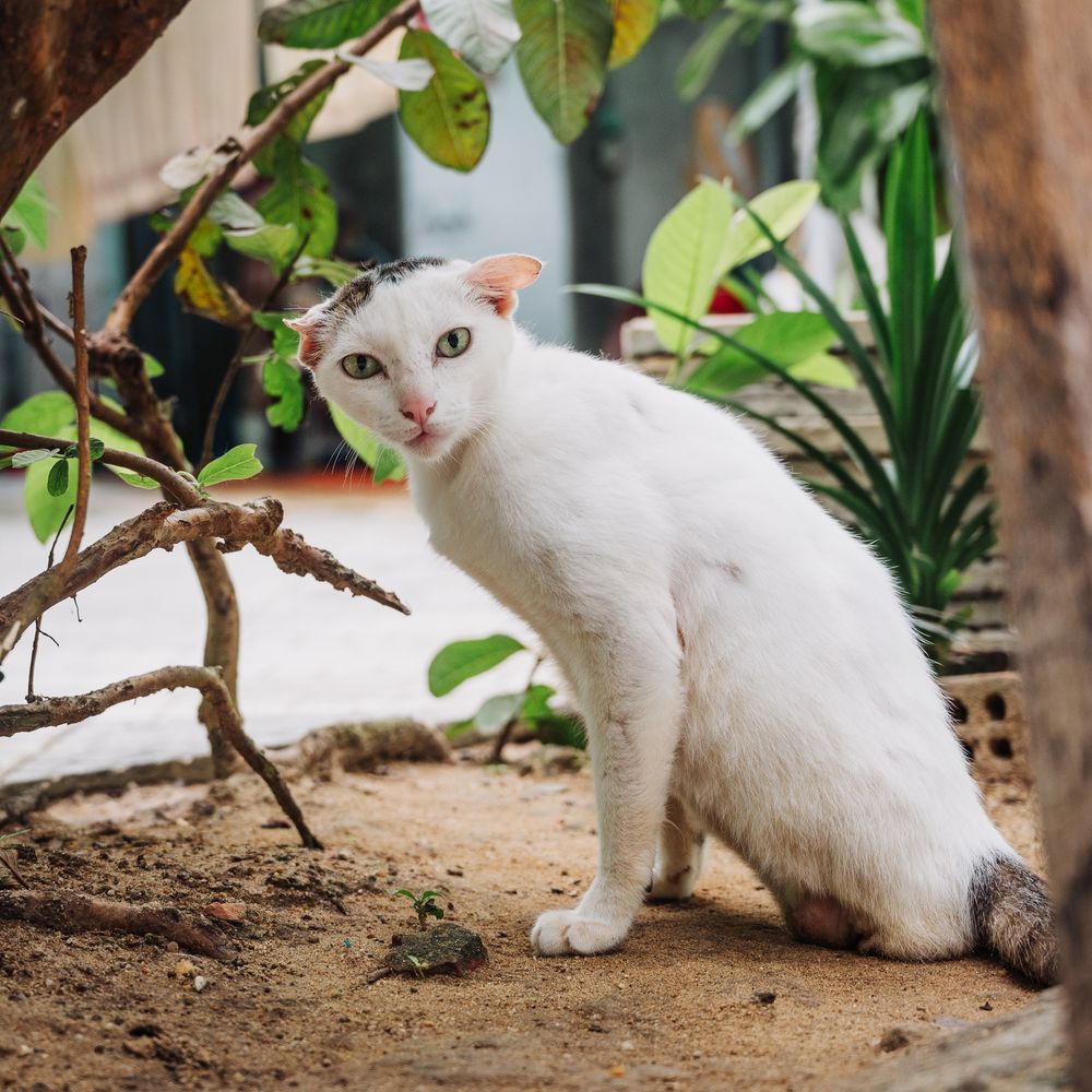 A white cat without back legs sits on sand in a garden, surrounded by lush green plants, and is looking very surprised.