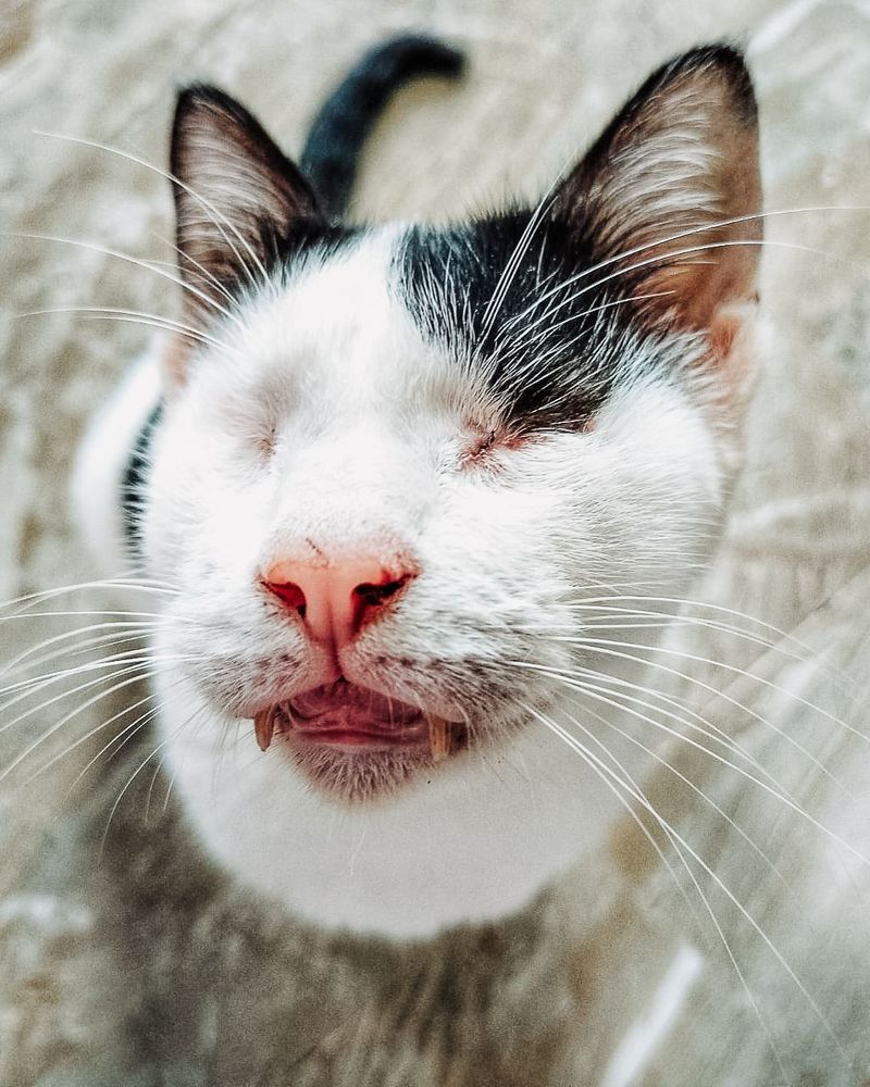 A close-up image of a black and white cat without eyes, curiously poking its nose forward.