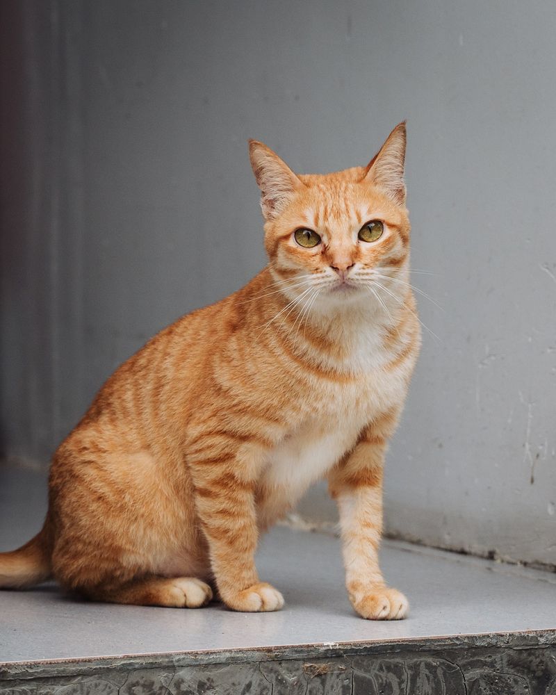 A ginger tabby cat named Squeak sits on a concrete step, looking alertly at the camera. His expression is gentle but cautious — a shy cat slowly learning to trust. The background is a plain grey wall.