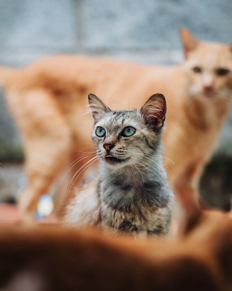 A tabby cat with beautiful green eyes sits calmly on a brick path, framed by two blurred cat silhouettes in the foreground.