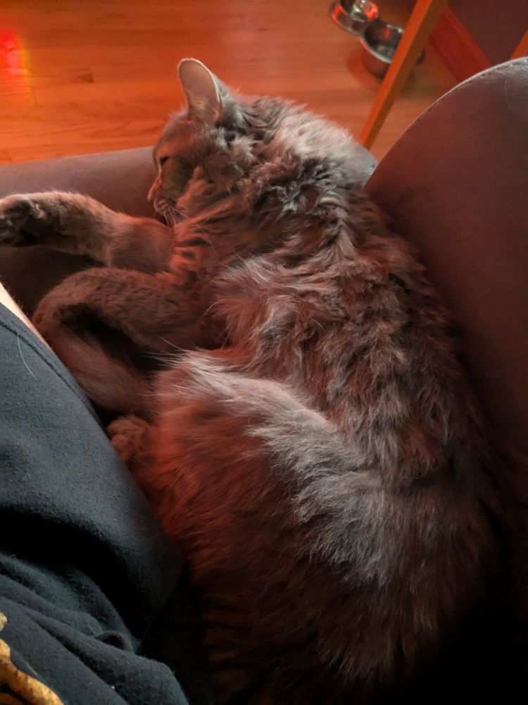Cat napping in front of heater