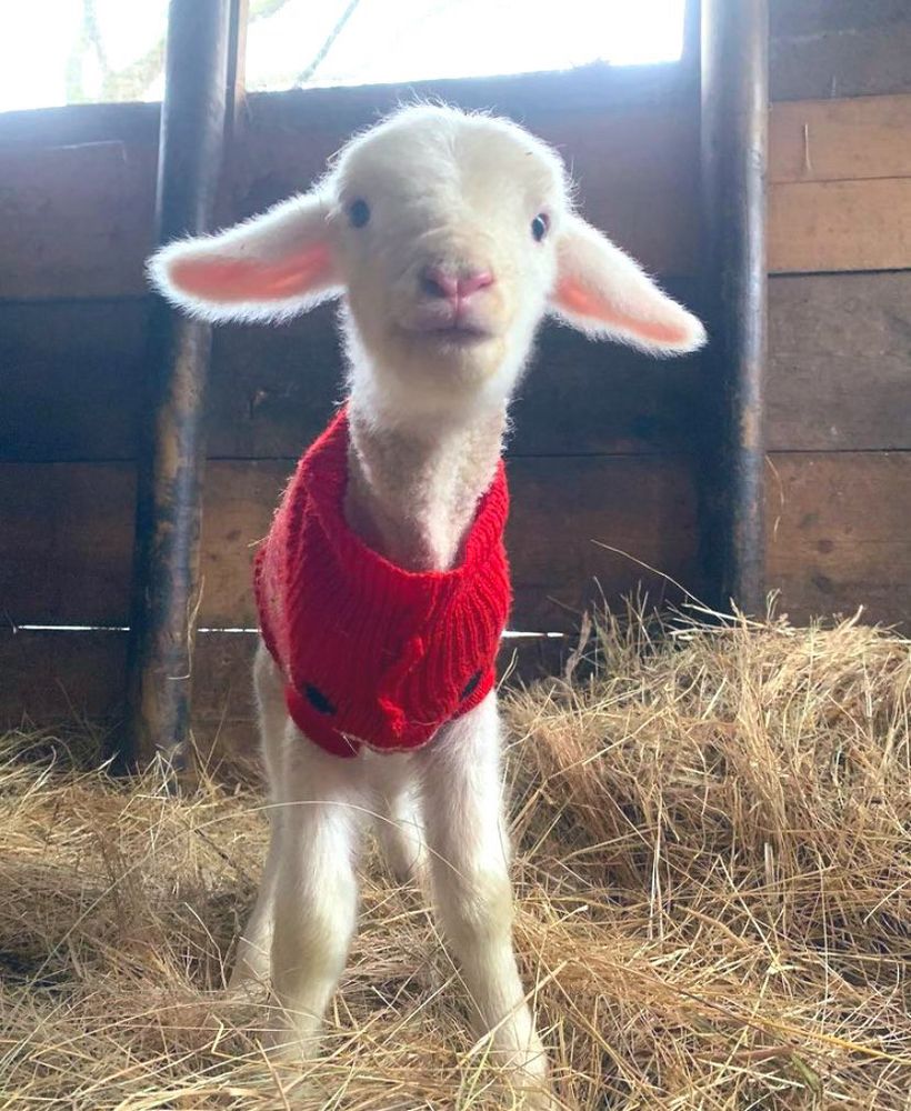 Lamb in red sweater. 