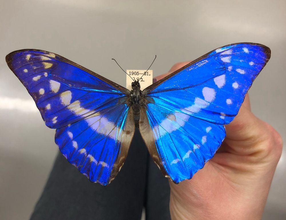 A preserved butterfly specimen (Morpho cypris) with magnificent, iridescent blue wings. 