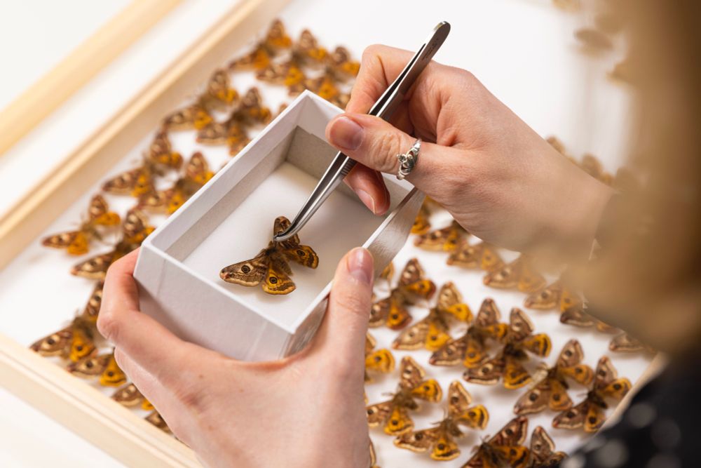 A close up of hands using pinning forceps to transfer an Emperor moth specimen to the main drawer which can be seen in the background. 