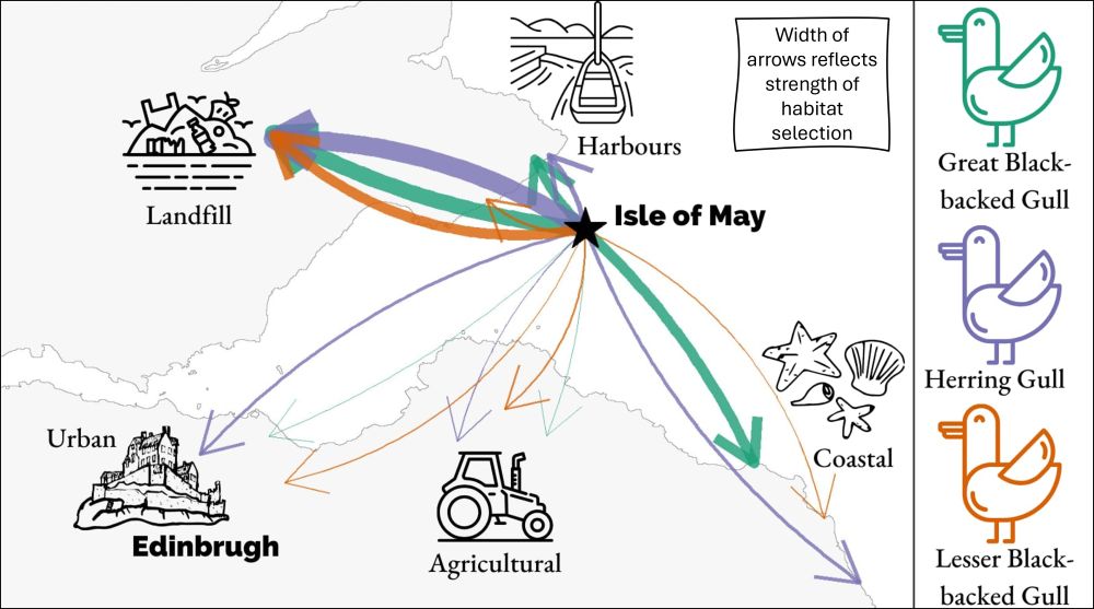 A map of the Isle of May within the Firth of Forth and arrows linking the isle with different habitats (landfill, harbours, urban, agriculture and coastal) reflecting each species strength of habitat selection. Each gull and the coresponding arrows are a different colour with Great Black-backed Gulls being green, Herring gulls being purple and Lesser Black-backed Gulls being orange.  