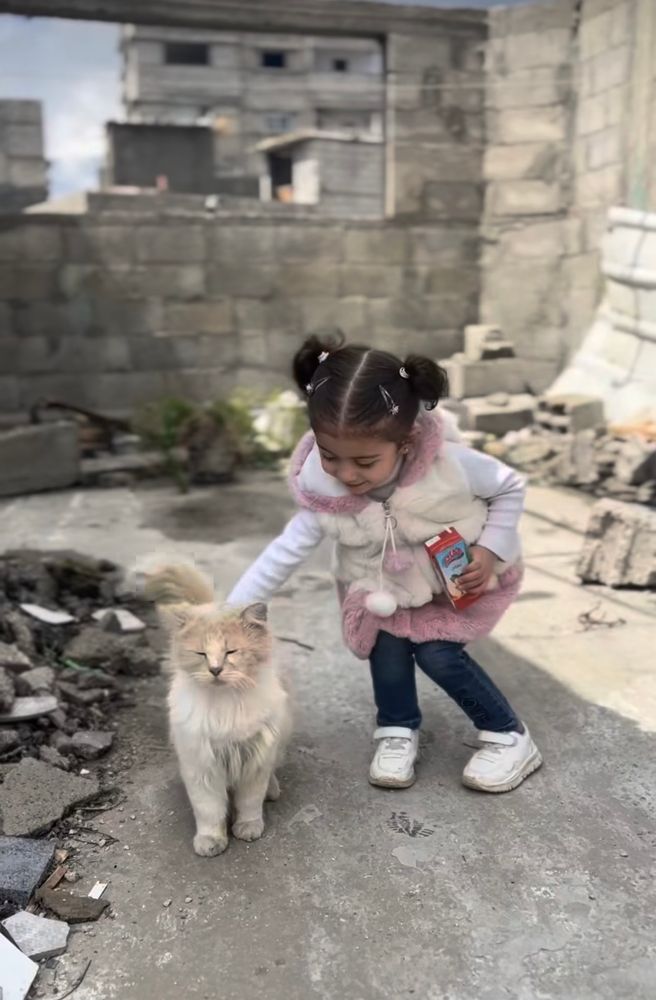 A photo of a Little palestinian girl between rubble and destruction. She strokes a cat. The Little girl is Shams. This photo is taken while displacement and famine in genocide.