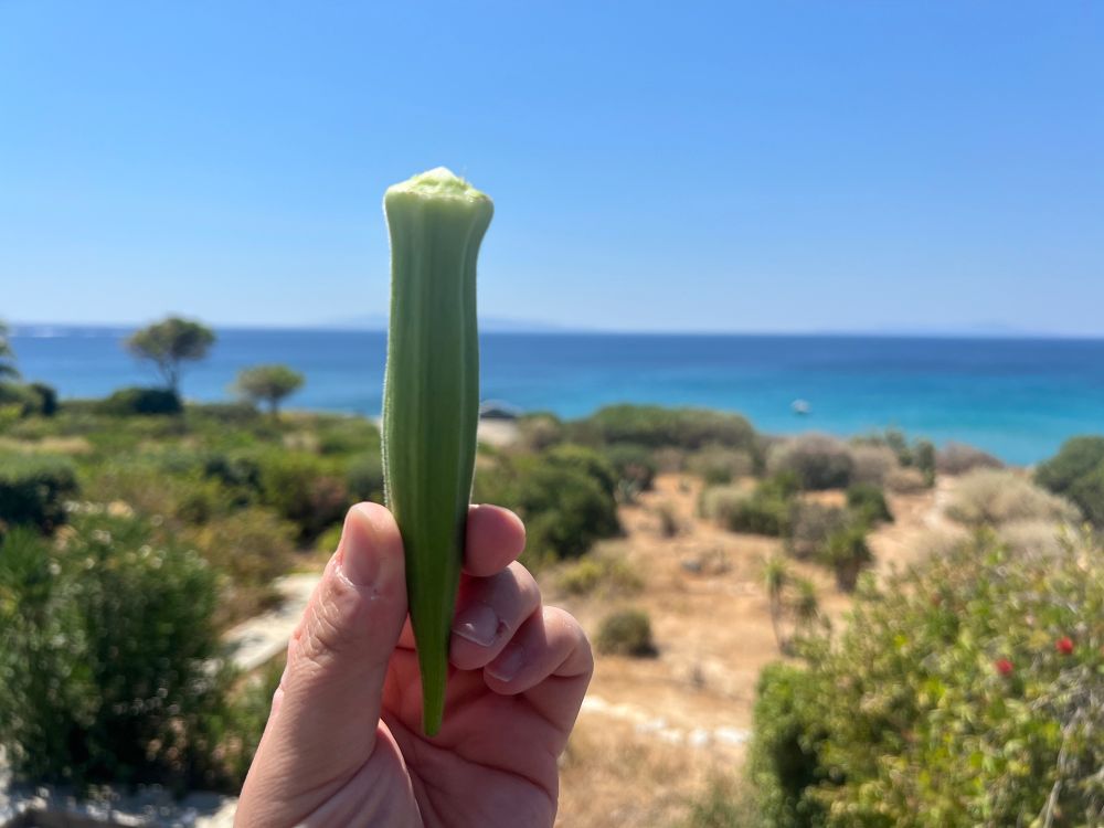 Photo of the most disgusting legume in Greek cuisine: Greek Okra, Paros variety. 