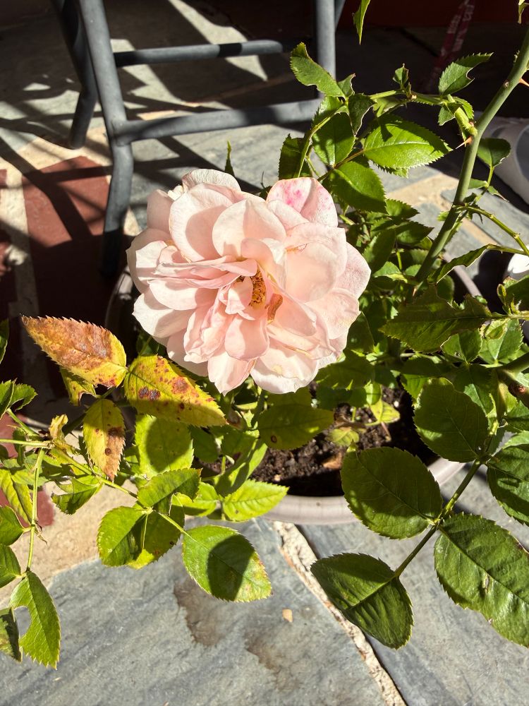 A light pink wild rose in a pot on a slate porch floor. 