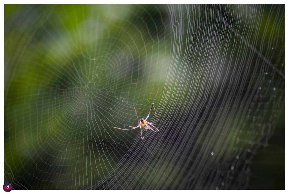another angle of the spider.