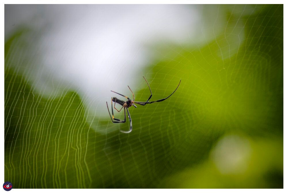 another angle of the spider.  the background is brighter than earlier