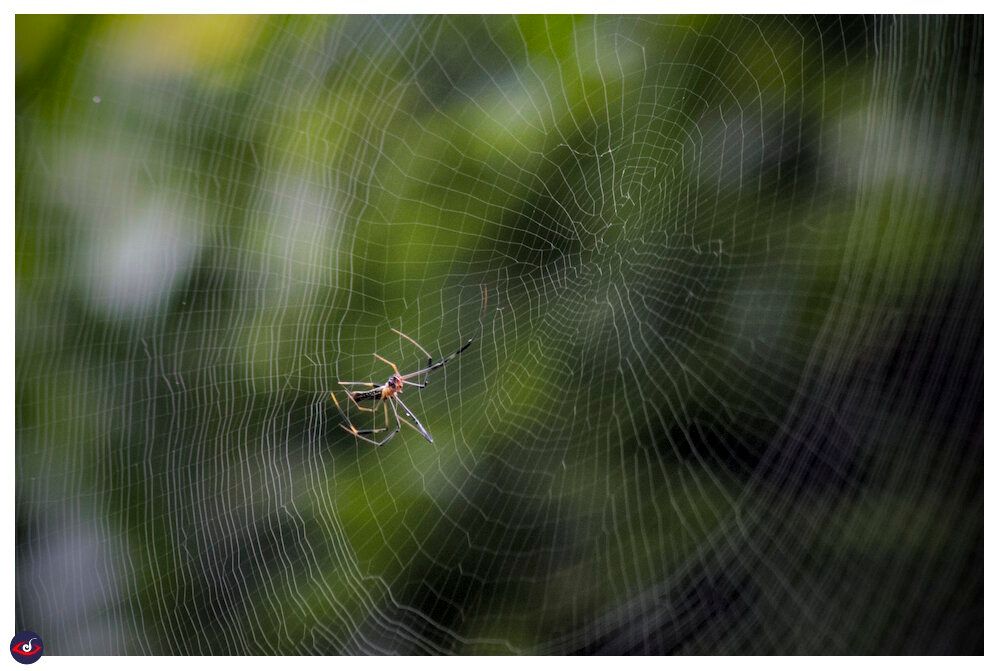 A large spider working on the web 
the spider is orange and black in color. 
background is out of focus trees.