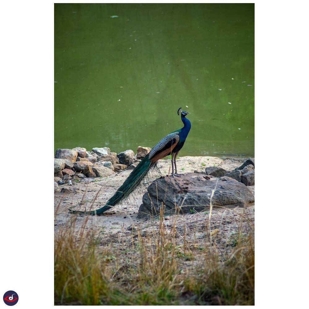 A male peafowl perched above a stone, and there is a water body behind it. in foreground you can see lots of grass

the bird has a blue neck and green nape - very iridescent colors. the wing is black and white, and behind it is the long tail which is bunched down.