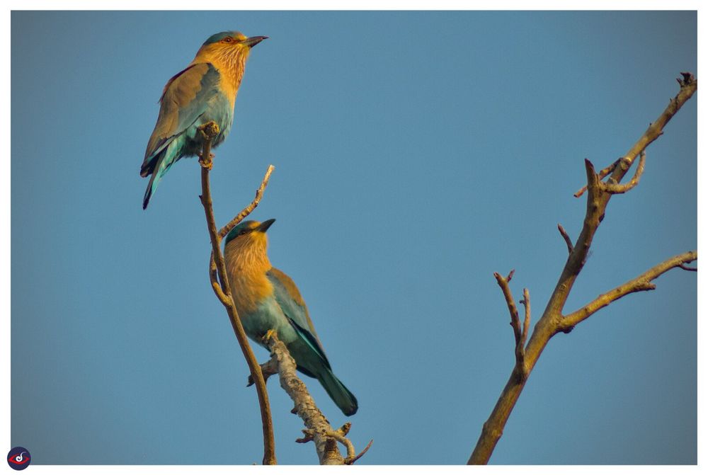 2 Indian rollers perched on branch of a tree, the birds have setting sunlight reflecting on their neck giving it a warmer brown shade, the wings are blue.