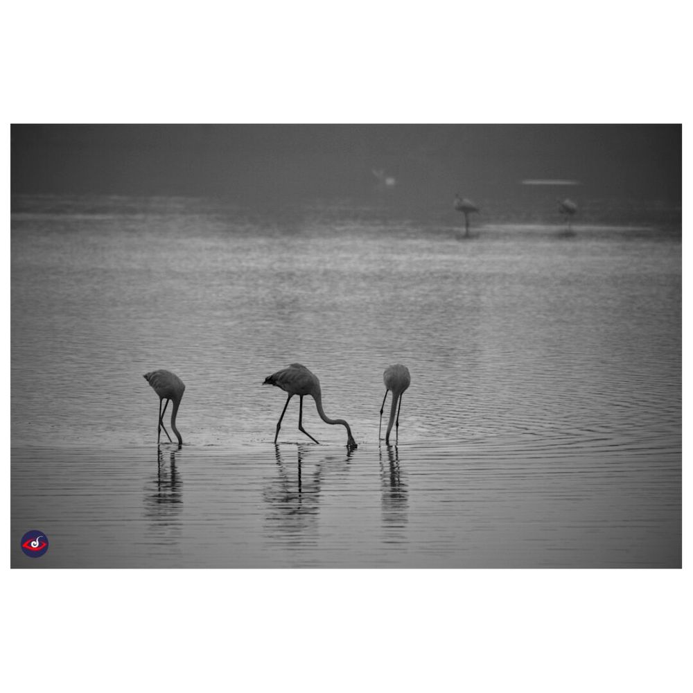 you can see 3 flamingos with their head down in the lake looking for food - the one int he middle is in motion.