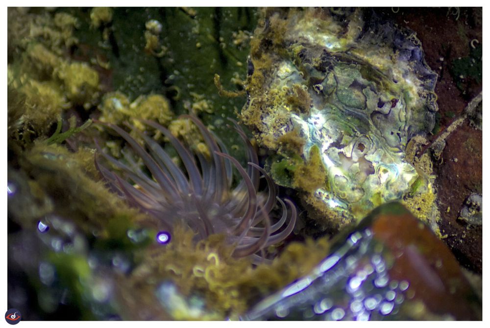 The photograph was taken after sun set using a torch, and of the anemone being underwater. 

You see pink transluscent tendrils in the middle of the photograph which belong to the anemone. there are also a lot of algae, moss (greenish) that are present in patches. the right top with a beautiful abstract pattern.