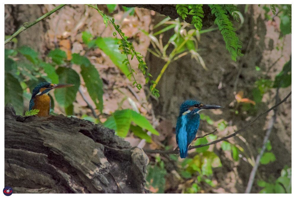 pair of kingfishers sitting on a branch, one showing its chest and another its back - both are looking towards the right.