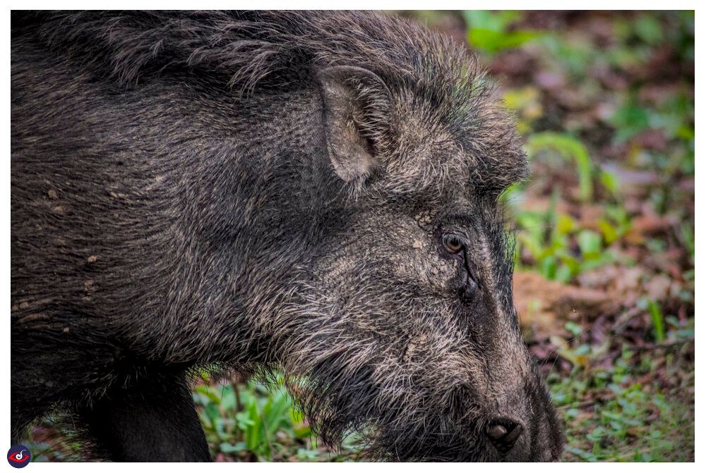 A close up of a wild boar walking towards left - you can see it's eyes and the texture of hair. behind it there is