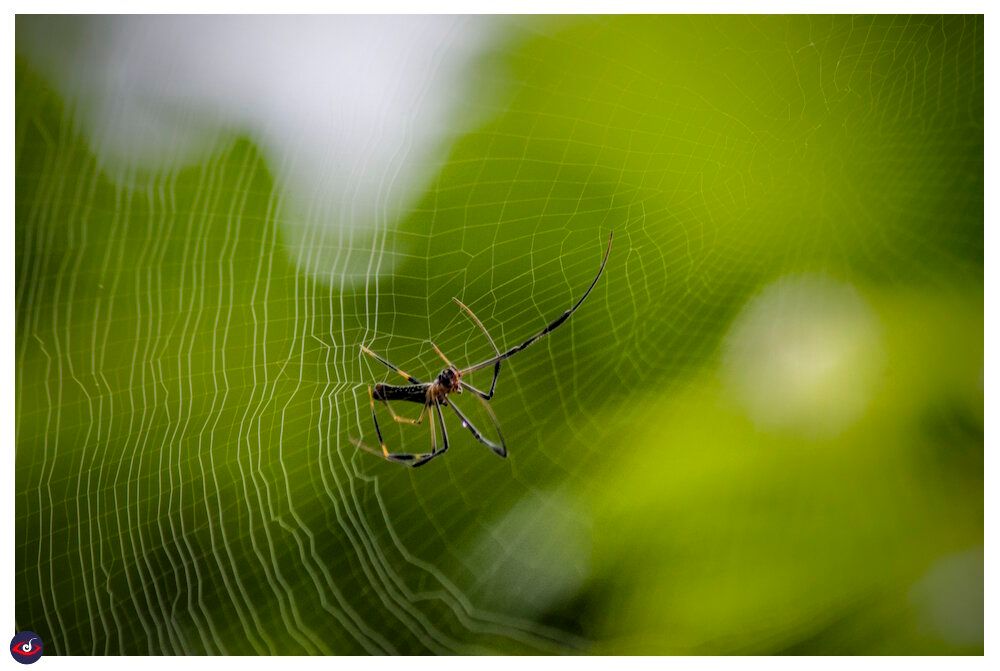 another angle of the spider from the same angle.