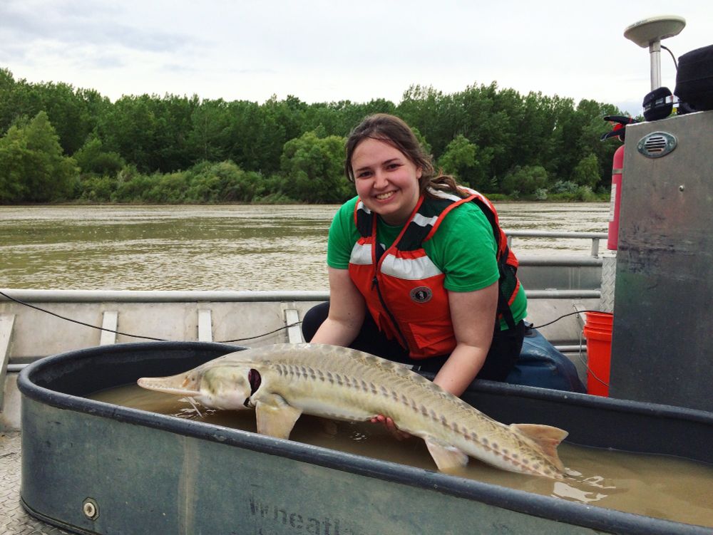 A woman lifting an adult male pallid sturgeon from a holding tub while on a boat in the Yellowstone River. Researchers place these fish in these holding tubs while they take measurements of the fish and ensure their radio tags still work properly. Blood and tissue samples were also taken before the fish was released.
