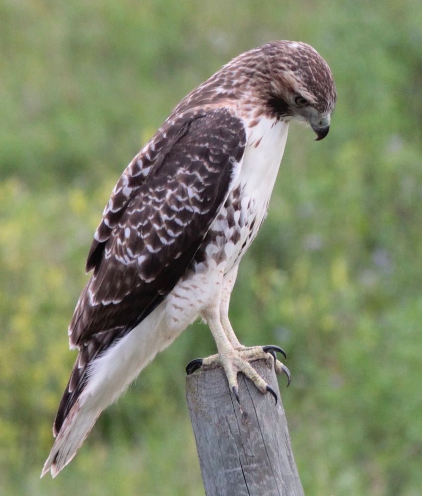 Not sure what type of Hawk. Big fella looking pensive, he really was not worried I was leaning out the vehicle window. 