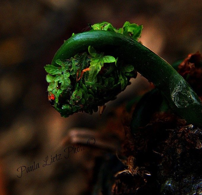 Thus fiddlehead likely broke through the earth a day before photos were taken. 