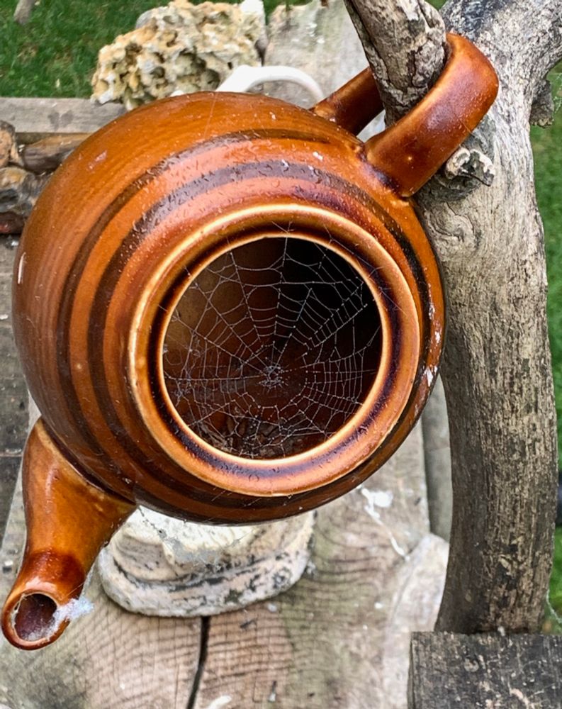 In a brown tea pot hung upside down because we would put bird seed in it and the tea pot keeps seeds dry is a very very faint beautiful spider web where the teapot lid would have been and the birds would enter 
