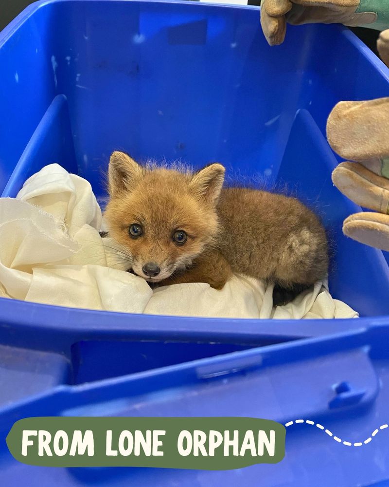 A young red fox kit the size of a football curls up on a white sheet inside of a blue plastic tote. He looks up at the camera with brown gray eyes. Cream text on green background says “from lone orphan” and a dotted line arrow leads to the next slide.  