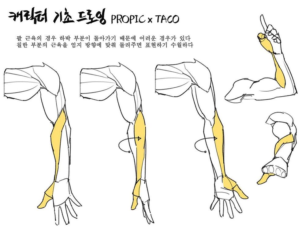 Propic x Taco anatomy lesson on the muscles of the forearm.