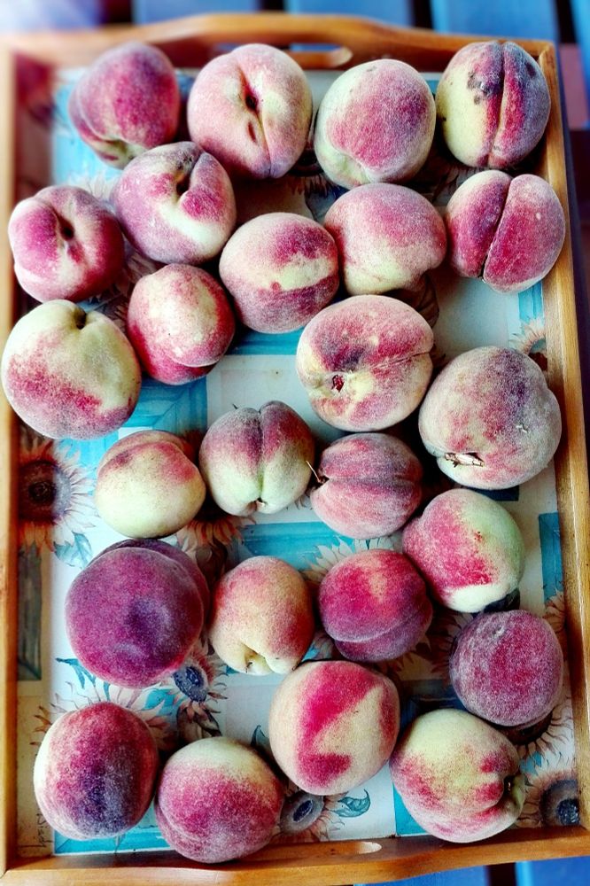 Ein Dutzend Pfirsiche liegen auf einem Tablett. 