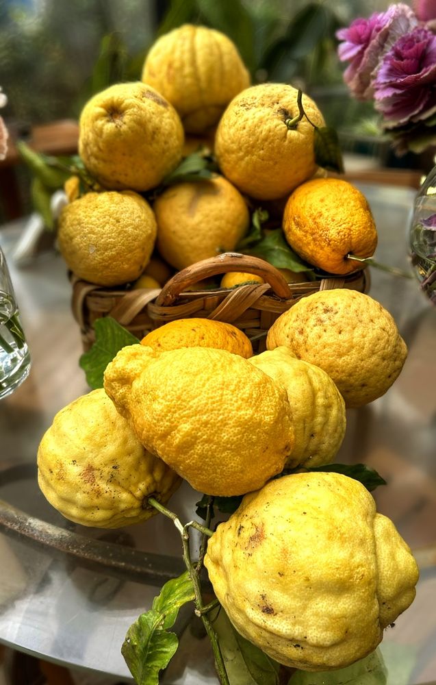 Ein weißer Tisch mit einem Korb mit Zitronen. Vor dem Korb liegen noch mehr Zitronen.