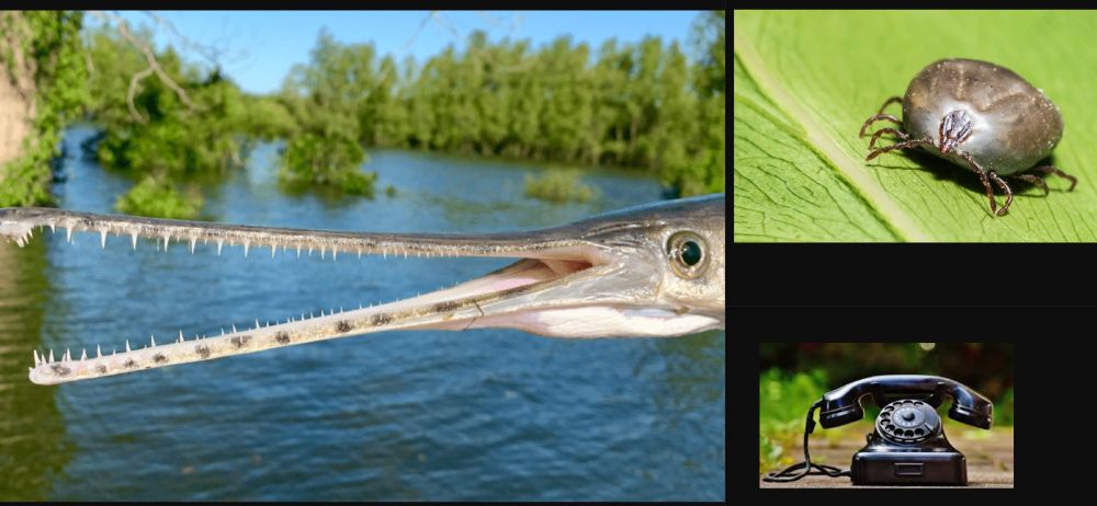 Three pictures. On the left, a gar fish with its long mouth open and many sharp teeth visible. On the top right, a full tick on a leaf. On the bottom right, an old rotary phone. A visual pun of the name of a popular multiplayer drawing game.