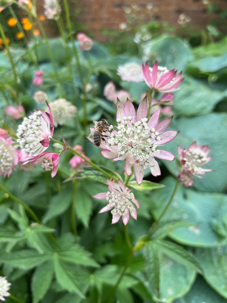 Pale pink flowers with white stamen. A small bee is on one of the flowers. 