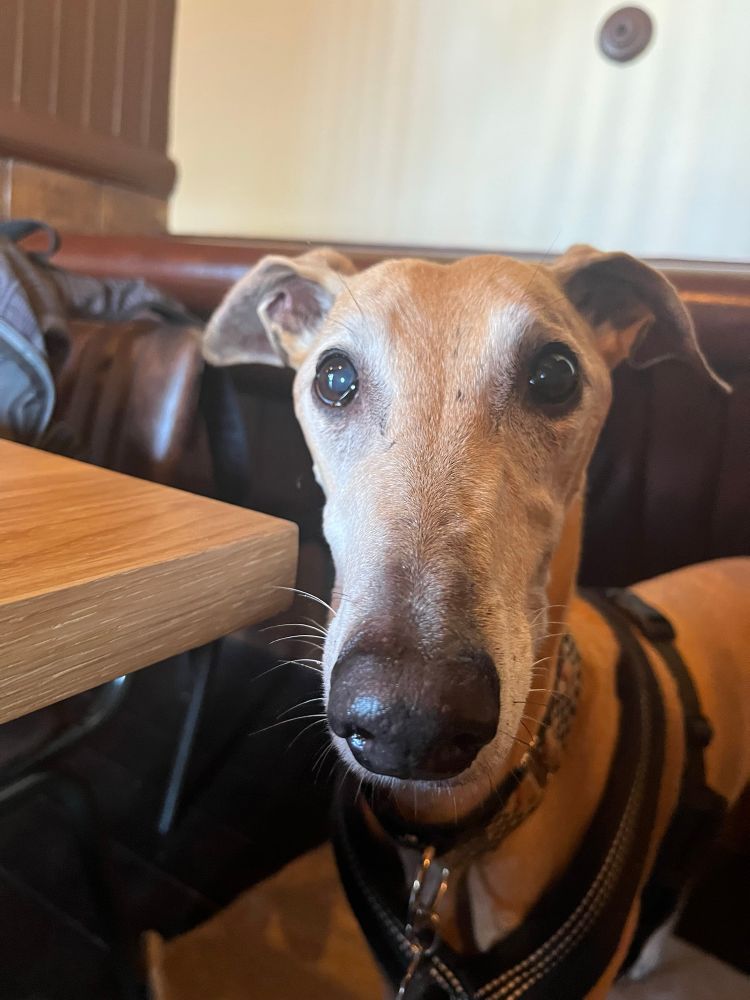 A brown lurcher with a white muzzle is standing looking at the camera. He’s wearing a checked collar and black harness. He’s standing next to a table. 