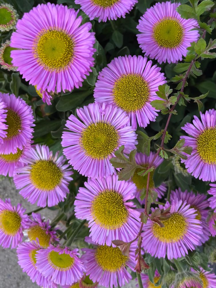 Circular flowers with yellow and green centres and loads of thin pink petals all around. 