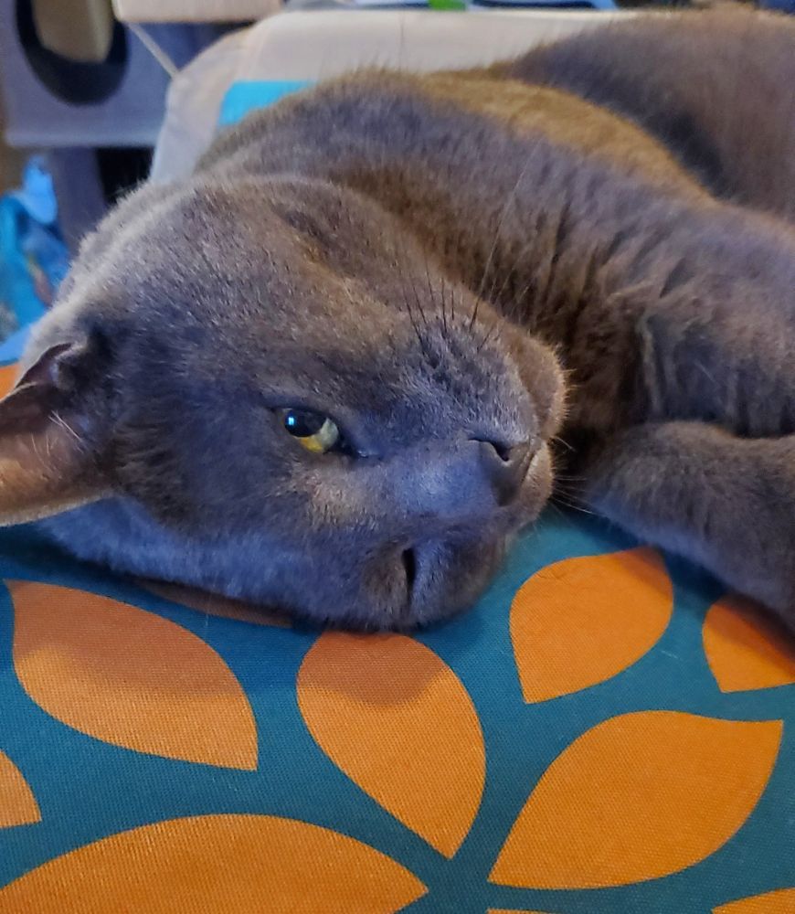 Grey cat head sideways on throw pillow. Sideways eye