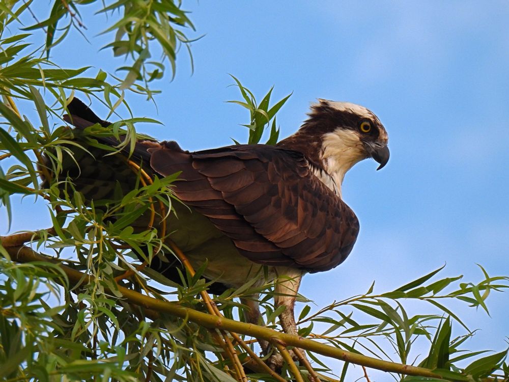 Osprey standing on a tree branch with the photo being side profile. Body and wings are dark browns with a white underbelly, neck, and top of head