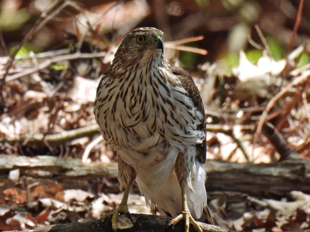 A hawk standing on a small stick on the ground. It is facing the camera, and its underbelly is white with brown streaks