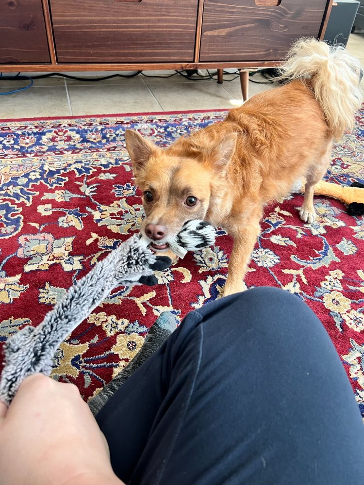 A small reddish brown dog playing tug-of-war