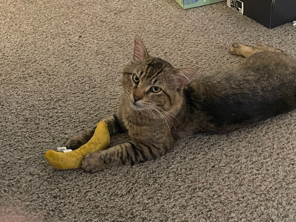 Brown tabby with his favorite banana toy