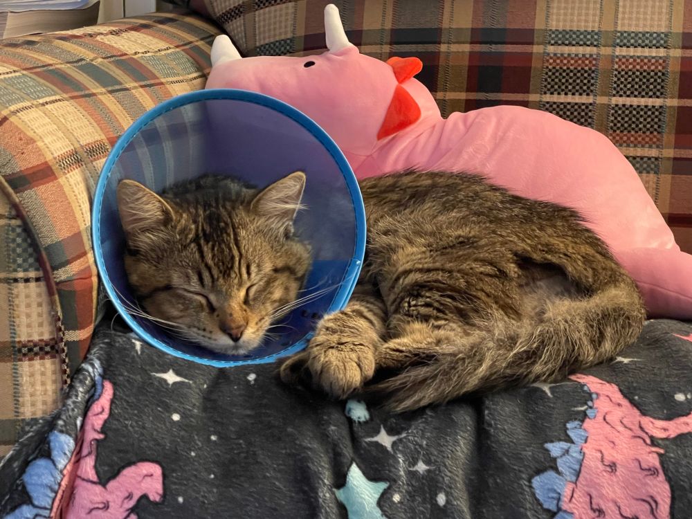 A brown tabby sleeping with a cone over his head