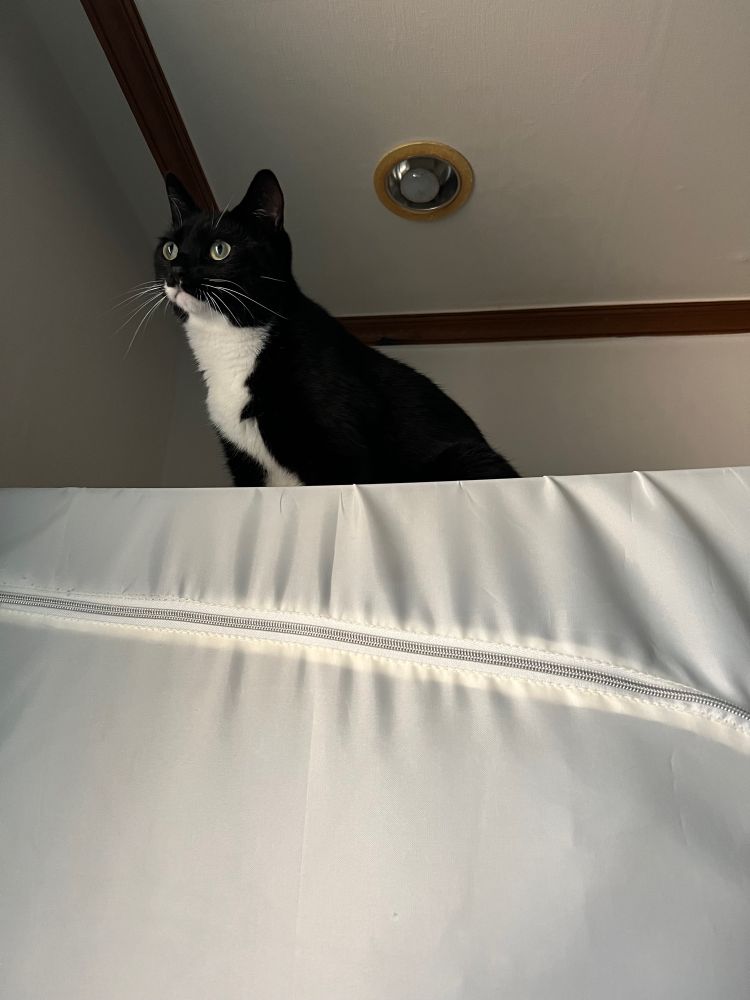 옷장 위의 올리