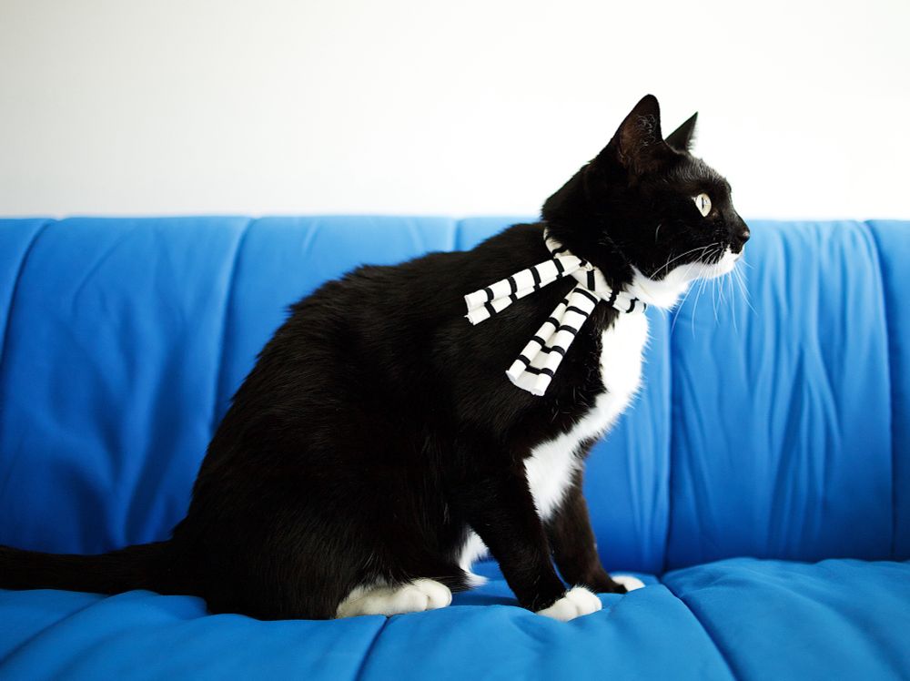 파란 소파 위에 올리가 오른쪽을 향해 앉아있는 옆모습. 목에 멘 줄무늬 목도리 매듭 끝은 리본처럼 양 끝이 벌어져있다.