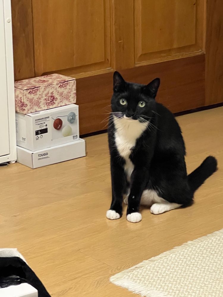방문 앞에 오도카니 앉아서 날 쳐다보는 턱시도 고양이 올리.