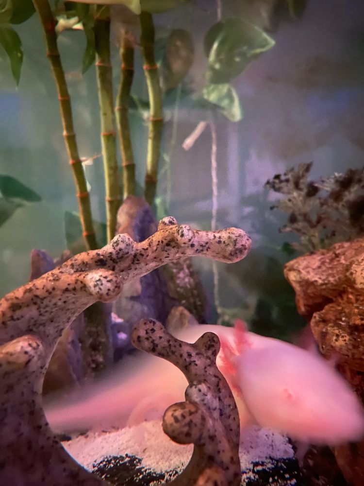 A blurry photo of an albino axolotl.