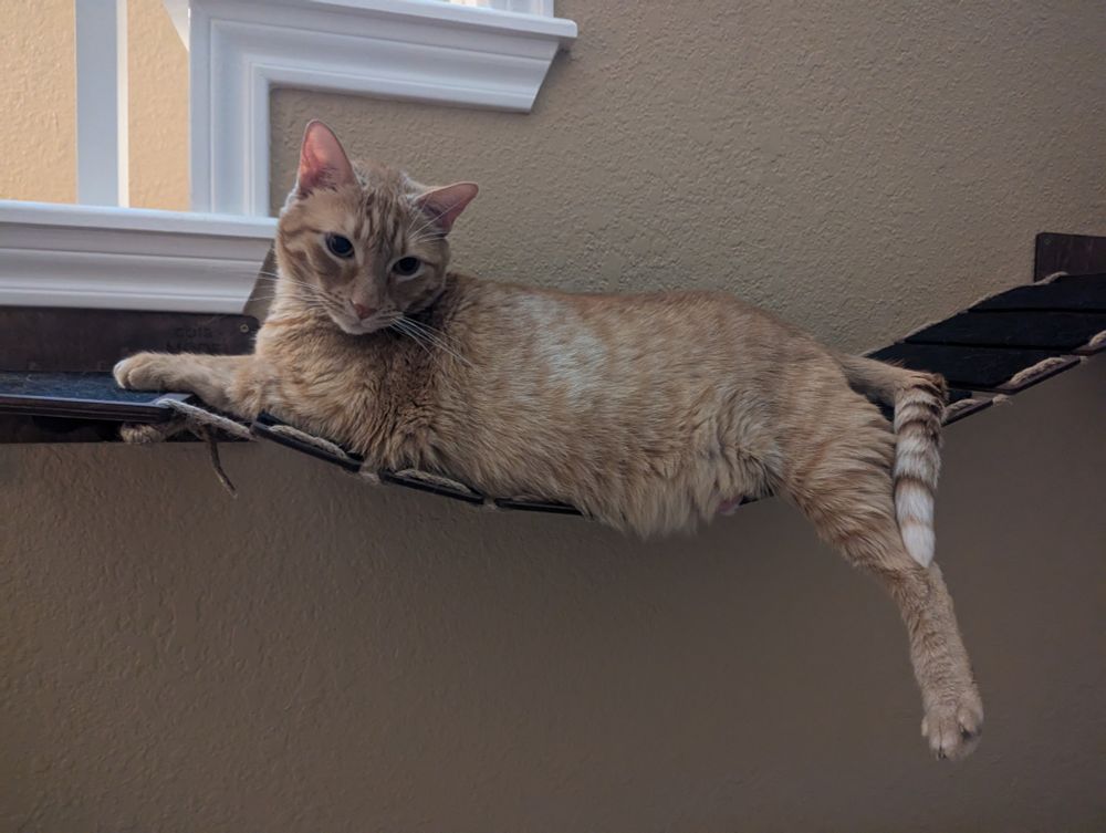 Orange cat on wooden cat bridge.